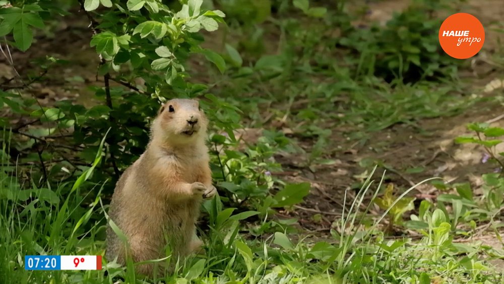 Суслики в рубрике «Усы, лапы и хвост»