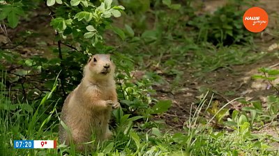 Суслики в рубрике «Усы, лапы и хвост»