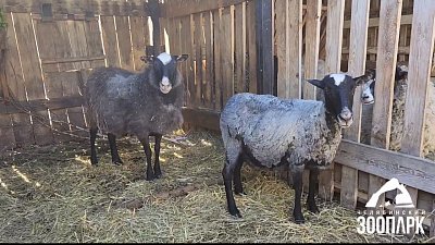 В Челябинском зоопарке овцы ходят с новыми стрижками