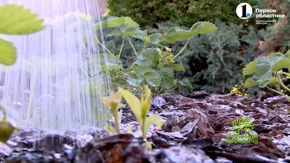 Спасаем землянику современными средствами