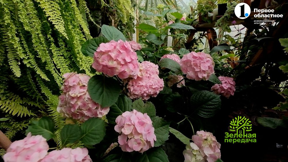 Как правильно выращивать крупнолистную гортензию