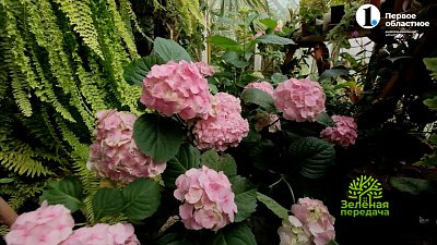 Как правильно выращивать крупнолистную гортензию