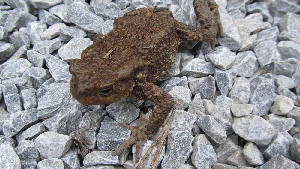 На Таганае предупредили о миграции жаб к водоемам в брачный период