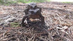 На Таганае предупредили о миграции жаб к водоемам в брачный период