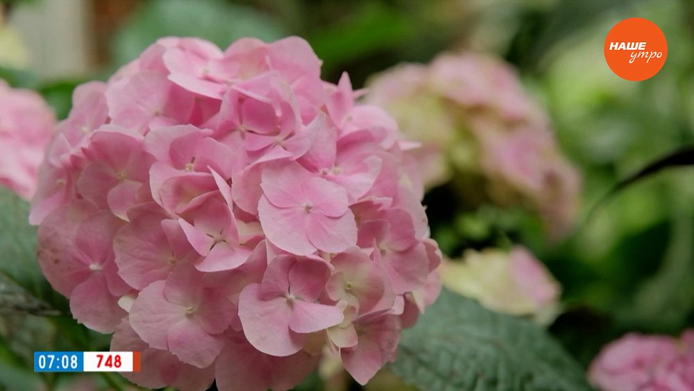 Выглядит роскошно ― ухаживать легко в рубрике «Руки садовода»