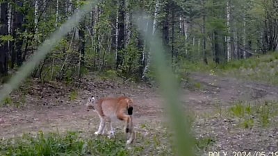 В нацпарке «Зигальга» рысь попала в объектив фотоловушки