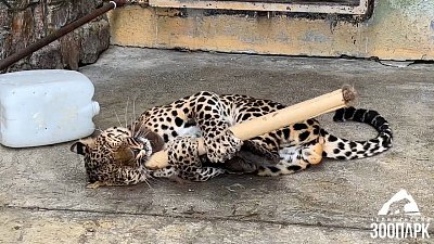 В Челябинском зоопарке показали поведения леопарда в мае