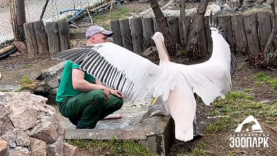 Пеликаны помогают делать уборку в Челябинском зоопарке