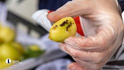 В Челябинск привезли первую партию слив из Узбекистана