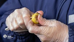 В Челябинск привезли первую партию слив из Узбекистана