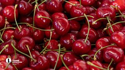 В Челябинск привезли первую партию слив из Узбекистана