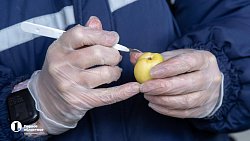 В Челябинск привезли первую партию слив из Узбекистана