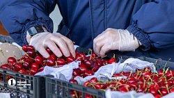 В Челябинск привезли первую партию слив из Узбекистана