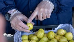 В Челябинск привезли первую партию слив из Узбекистана
