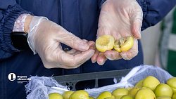 В Челябинск привезли первую партию слив из Узбекистана