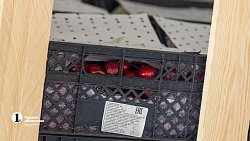 В Челябинск привезли первую партию слив из Узбекистана