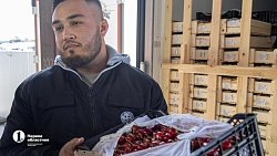 В Челябинск привезли первую партию слив из Узбекистана