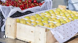 В Челябинск привезли первую партию слив из Узбекистана