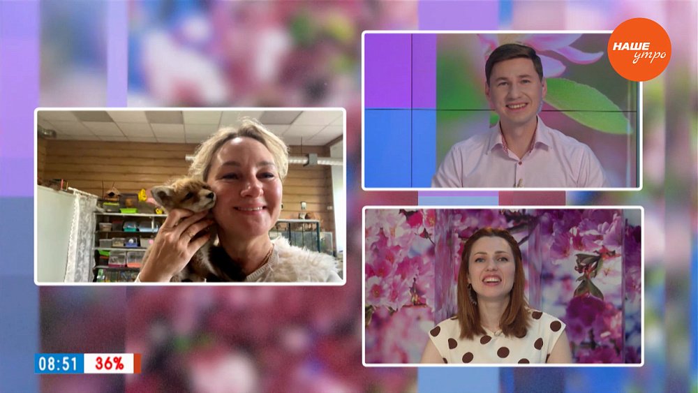 Находка лисенка ― Гость на связи