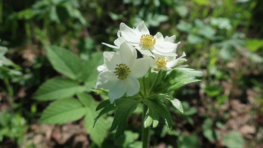 На склонах Зигальги распустилась краснокнижная ветреница