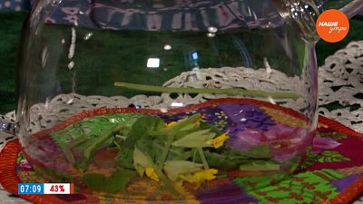 Завариваем первоцветы ― в рубрике «Время пить чай»