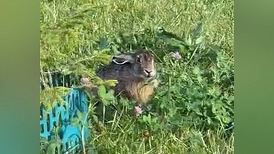 Челябинцы заметили зайца в загородном районе