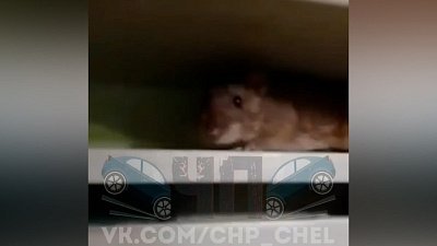Челябинцы жалуются на нашествие крыс в Калининском районе