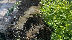 В Копейске 72‑летнюю женщину насмерть придавило деревом