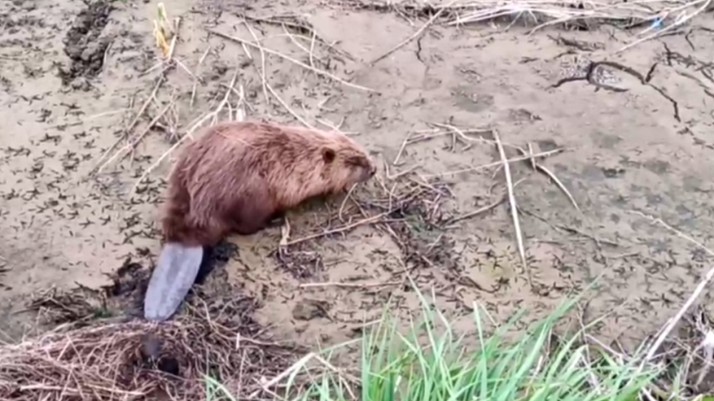 Бобер заблудился на автопарковке в Челябинске