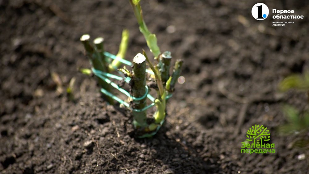 Подкормки роз летом