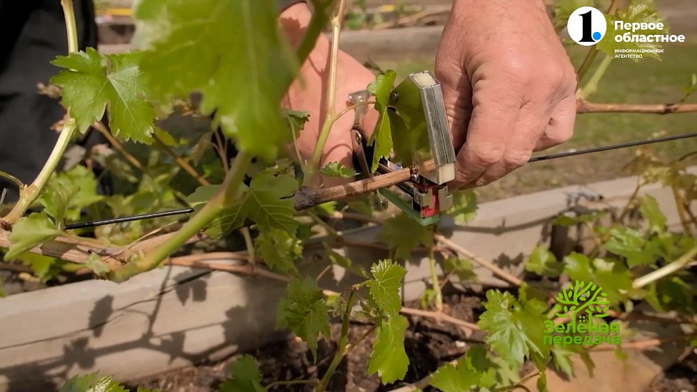 Работы в винограднике в мае