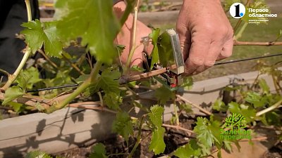 Работы в винограднике в мае