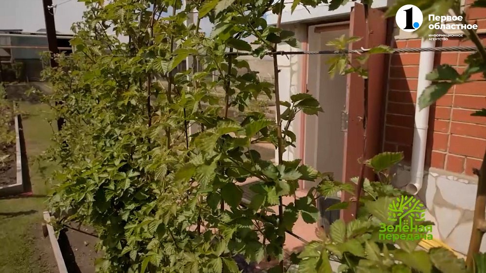 Ежевика ― культура, которая вам понравится