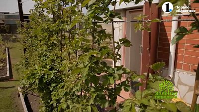 Ежевика ― культура, которая вам понравится