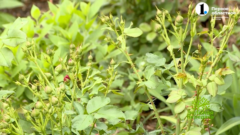 Без малины, смородины и крыжовника не останетесь