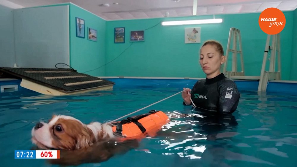 Плавание для собак в рубрике «Усы, лапы и хвост»