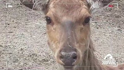 В Челябинском зоопарке самка пятнистого оленя заметила скрытую съемку