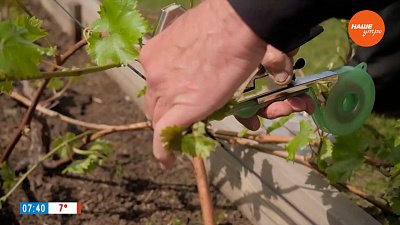 Не спешите с виноградом! ― в рубрике «Руки садовода»