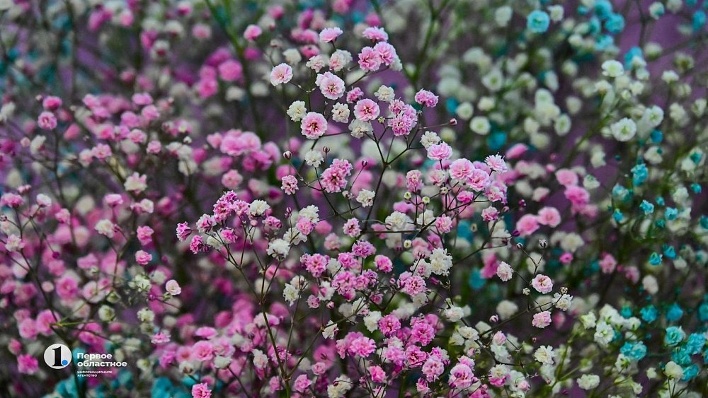 Лекция по мусорологии и цветочный своп: челябинская библиотека отметит День эколога