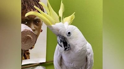 В Челябинском зоопарке отпраздновали Всемирный день попугая