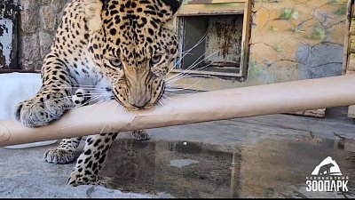 В Челябинском зоопарке масштабно отпраздновали День защиты детей