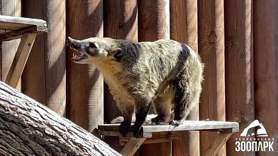 В Челябинском зоопарке носухи и сурикаты переехали в летние вольеры