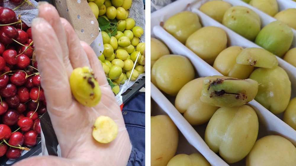 В Челябинске сняли с продажи свыше 15 тонн зараженных абрикосов