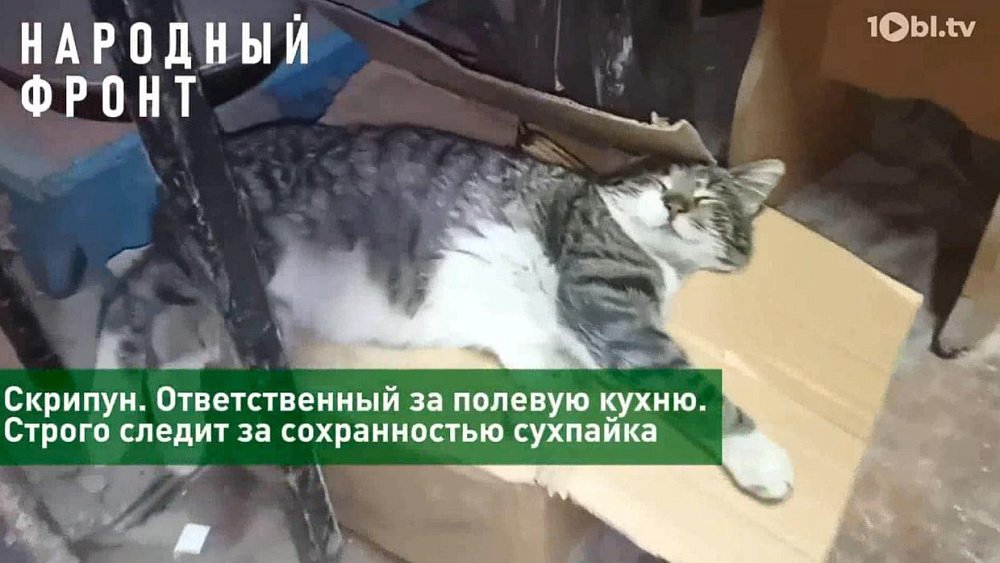 Штурмовой козел Роберт и часовой кот Бегемот: южноуральские бойцы СВО поделились кадрами хвостатого спецотряда