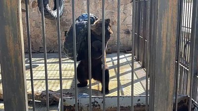 Медведь Малыш в Челябинском зоопарке занимается фитнесом