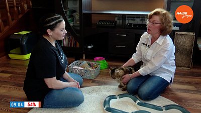 Сибирские кошки в рубрике «Усы, лапы и хвост»