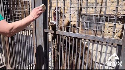 В Челябинском зоопарке медведи перекусили медом