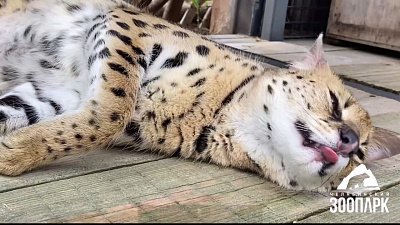 В Челябинском зоопарке сервал Симона переехала в летний вольер