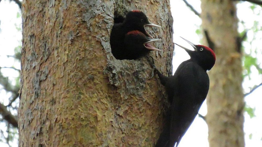 Таганайские дятлы начали выкармливать птенцов