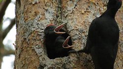 Таганайские дятлы начали выкармливать птенцов